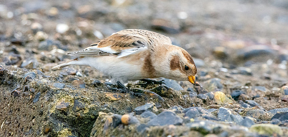 Snow bunting