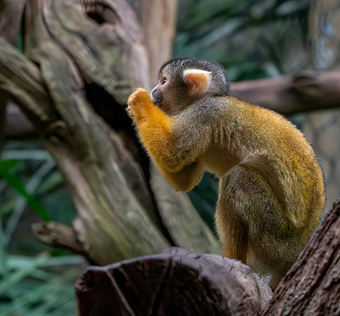 Black-capped squirrel monkey