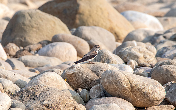 Pale martin