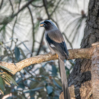 Grey / Himalayan treepie