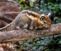Swinhoe's squirrel