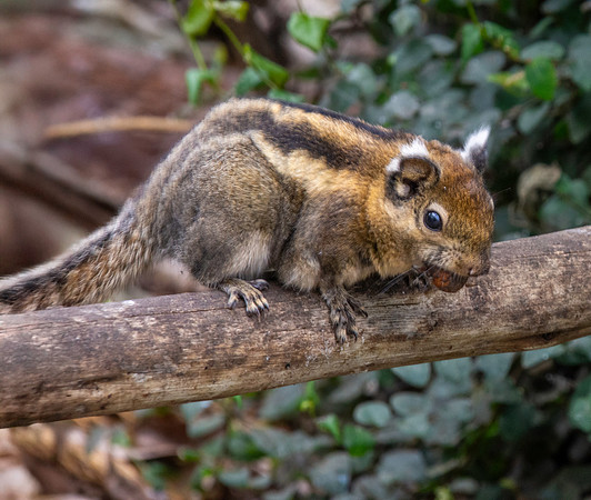 Swinhoe's squirrel