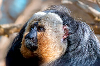 White faced saki monkey