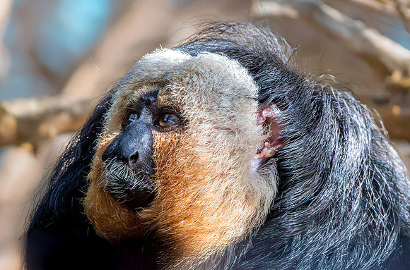 White faced saki monkey