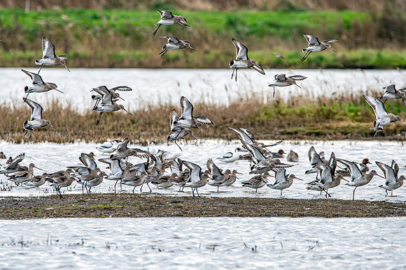 Black tailed godwit