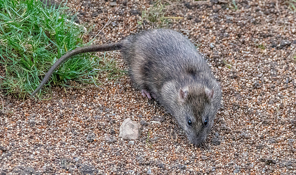 Brown rat