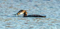 Great northern diver