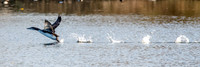Great northern diver