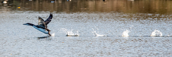 Great northern diver