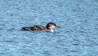 Great northern diver