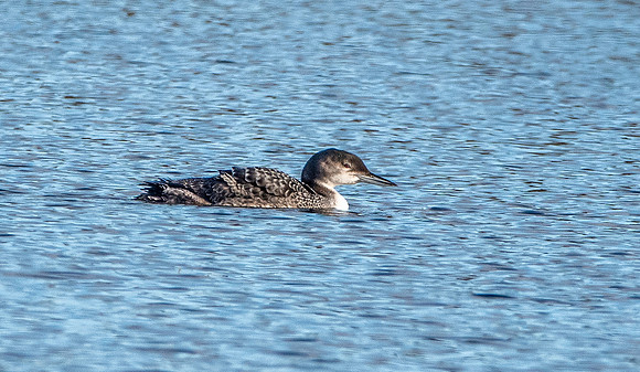 Great northern diver