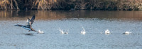 Great northern diver