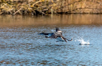 Great northern diver