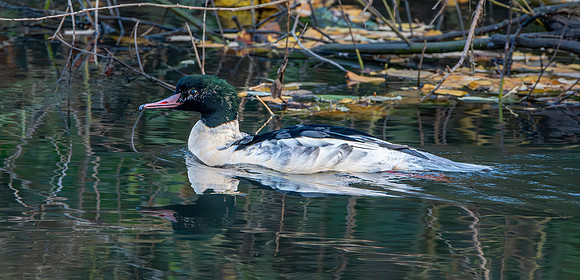 Goosander