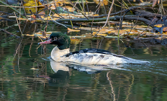 Goosander