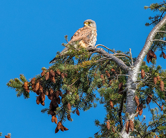 Common Eurasian kestrel