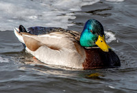 Mallard