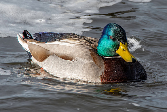 Mallard