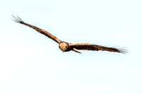 Marsh harrier