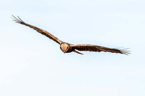 Marsh harrier