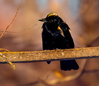 Fulvous crested tanager