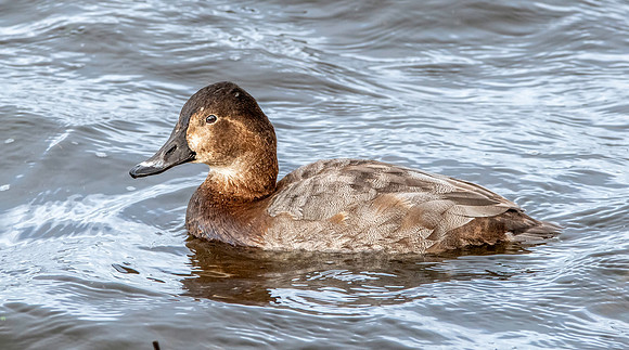 Common pochard, female