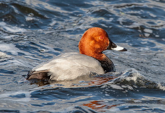 Common pochard