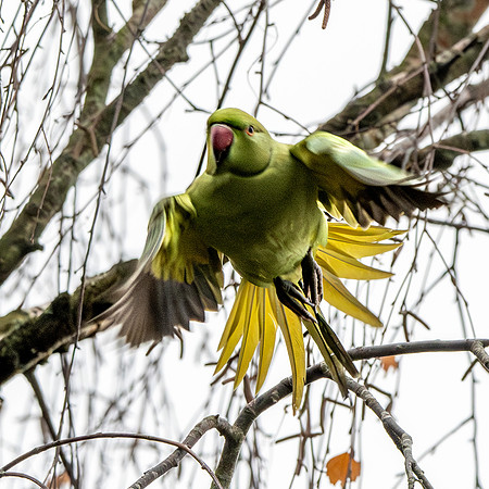Ring-necked parakeet