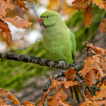 Ring-necked parakeet