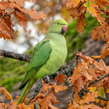 Ring-necked parakeet