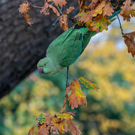 Ring-necked parakeet