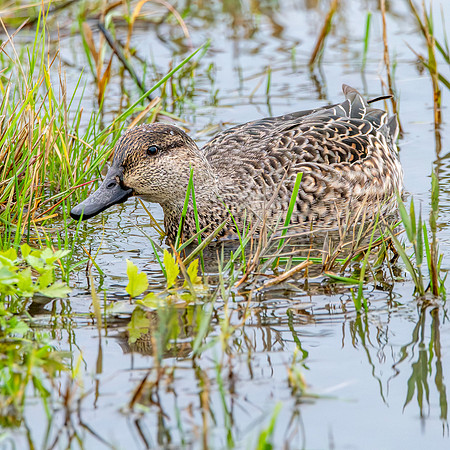 Common teal, female