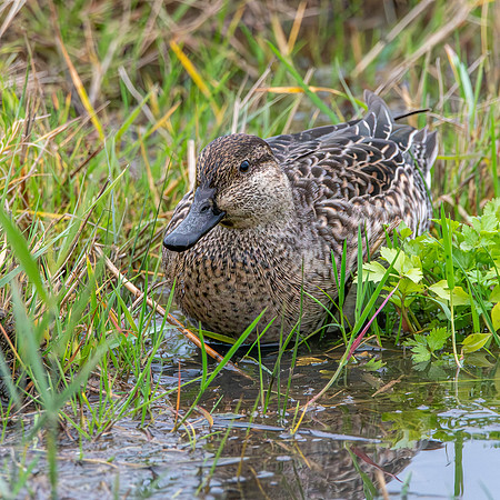 Common teal, female