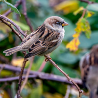 Tree sparrow