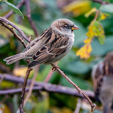 Tree sparrow