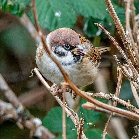 Tree sparrow