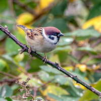 Tree sparrow