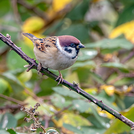 Tree sparrow