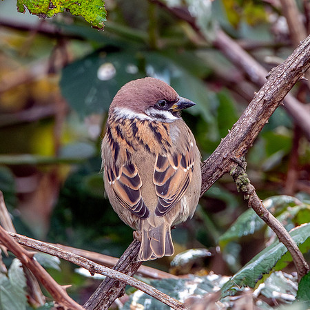 Tree sparrow