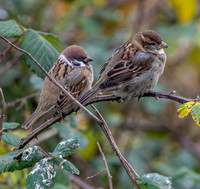 Tree sparrow