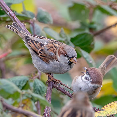 Tree sparrow