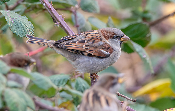 Tree sparrow