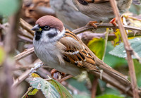 Tree sparrow