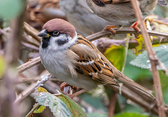 Tree sparrow