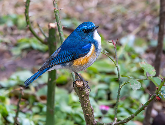 Himalayan bluetail