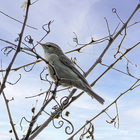 Greenish warbler