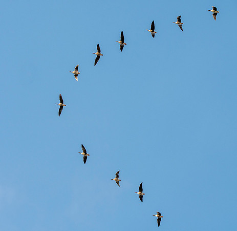 Pink footed geese