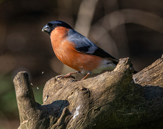 Bullfinch, male