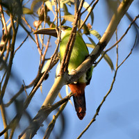 Santa Marta emerald toucanet