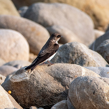 Pale martin